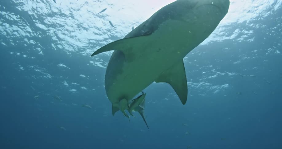 A shark swims near the surface of the ocean