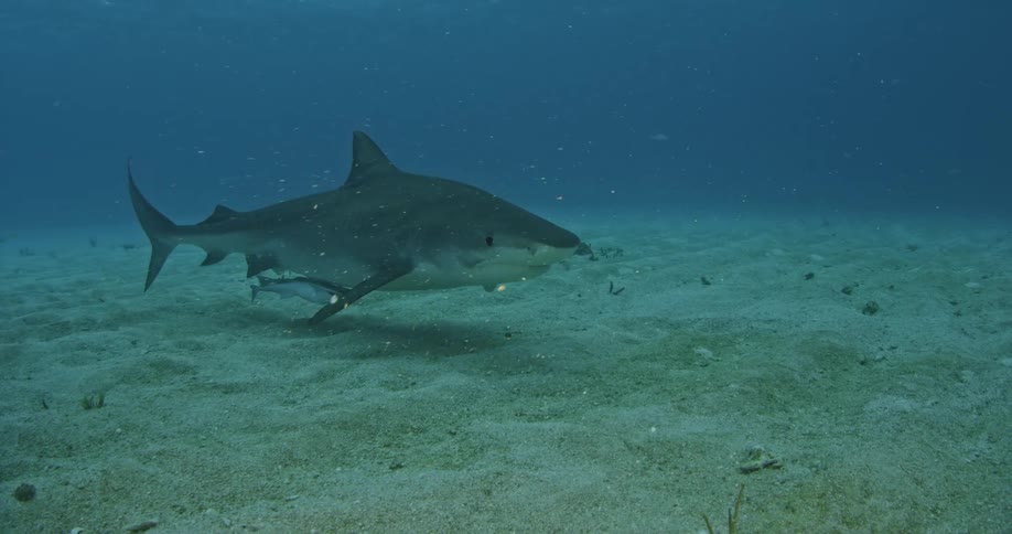 A shark swims along the bottom of the ocean