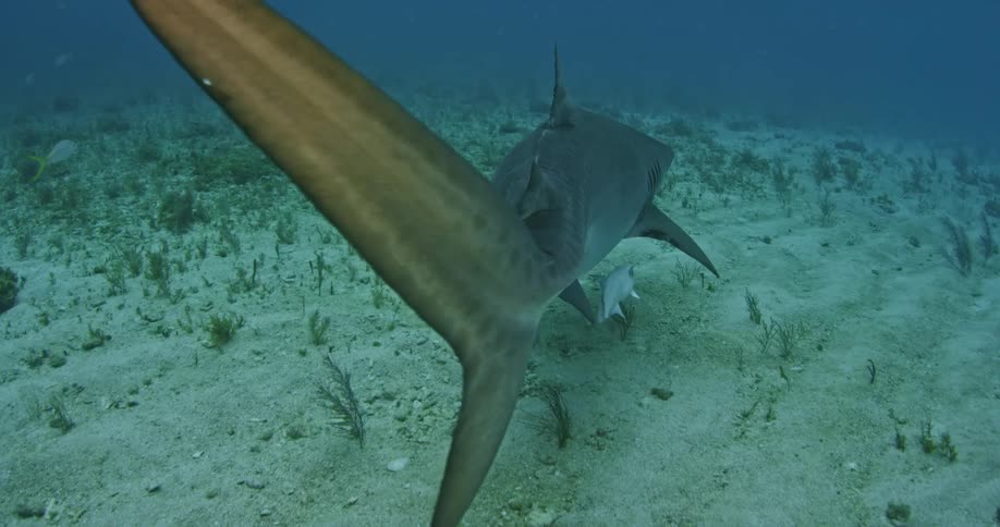 A travels along  the sand underwater