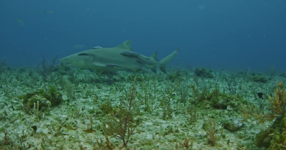 A shark and some small fish are swimming along the ocean bottom
