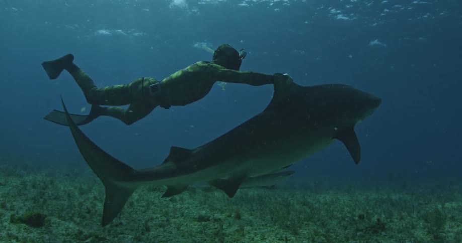 A scuba diver grabs onto a swimming sharks fin