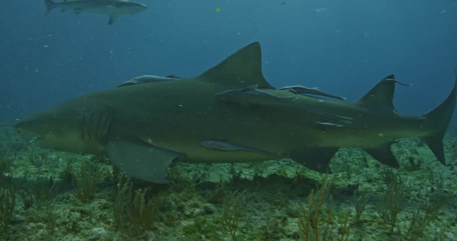 Sharks and fish swim along the bottom