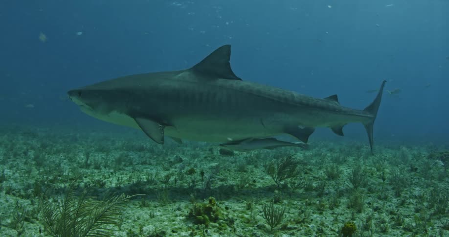 A shark passes by along the sand underwater