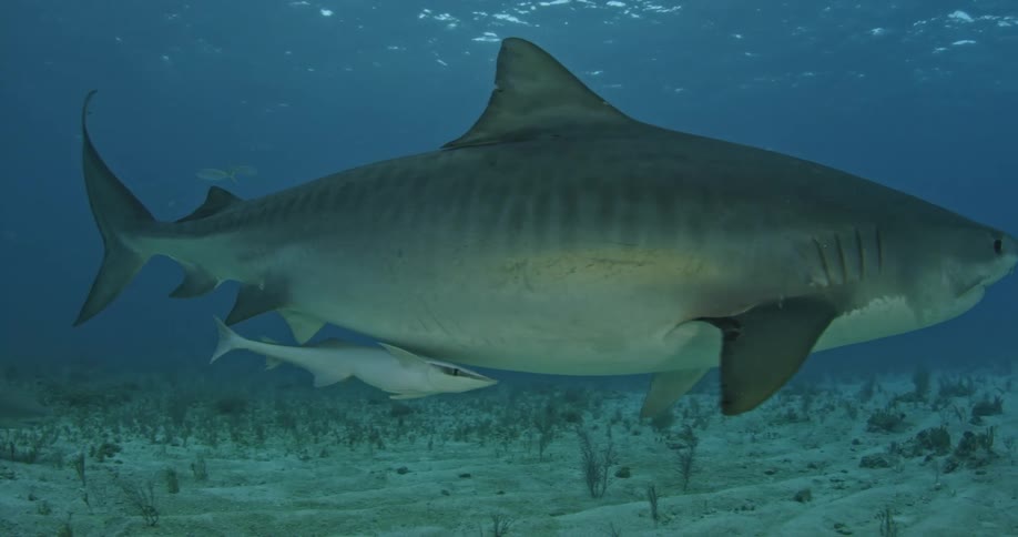A large shark is moving straight ahead before turning