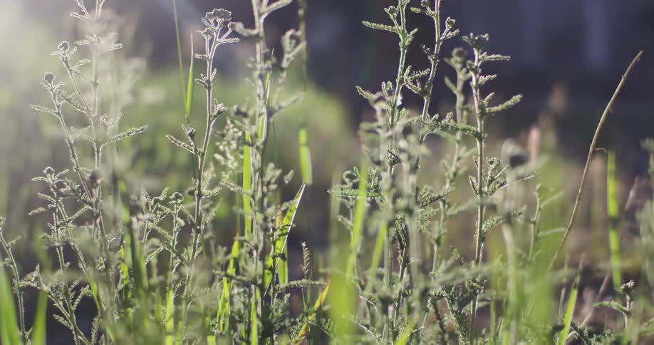 Close up of tall greens on a field