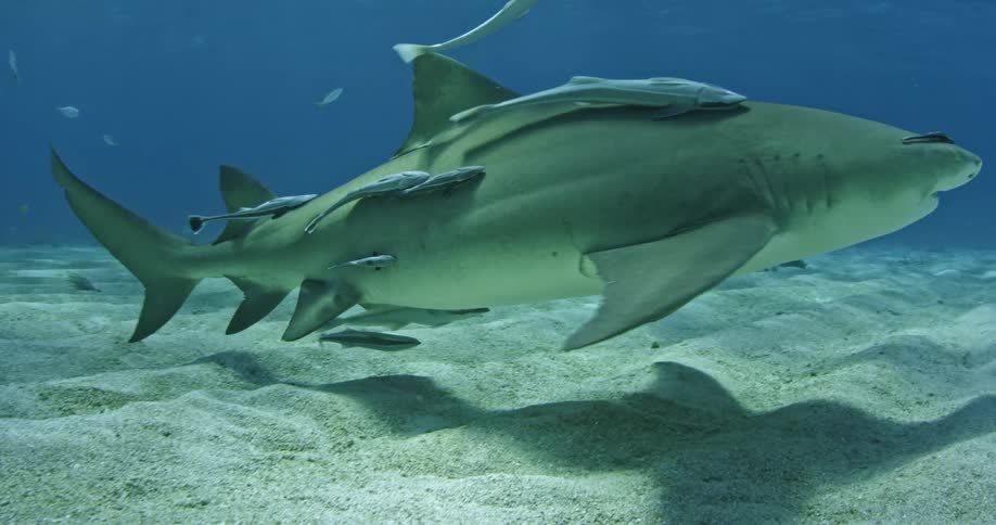 Shark swimming as smaller fish cling to it