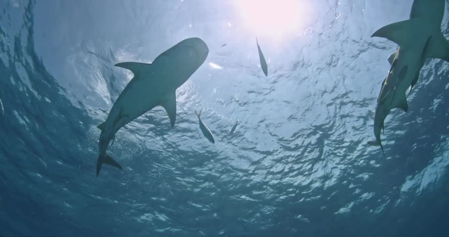 Two sharks swim below the ocean surface