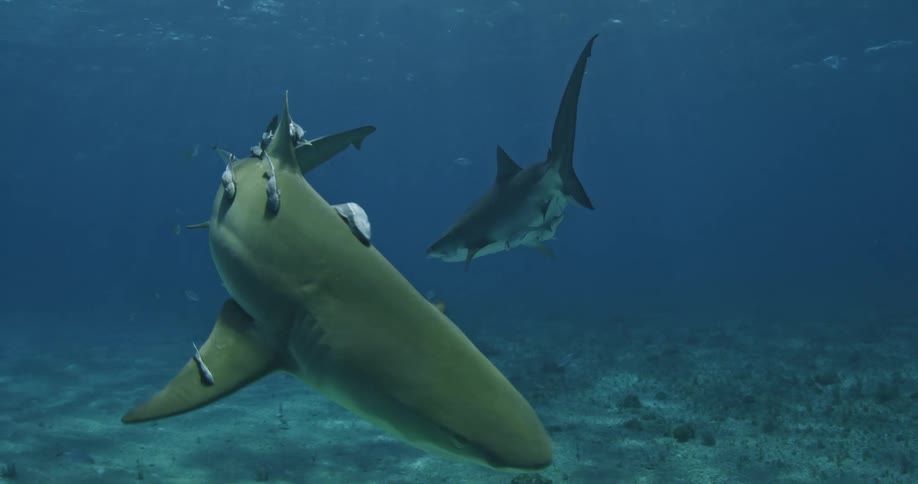Sharks swim in the ocean