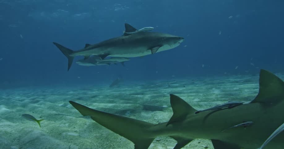 Fish follow behind swimming sharks