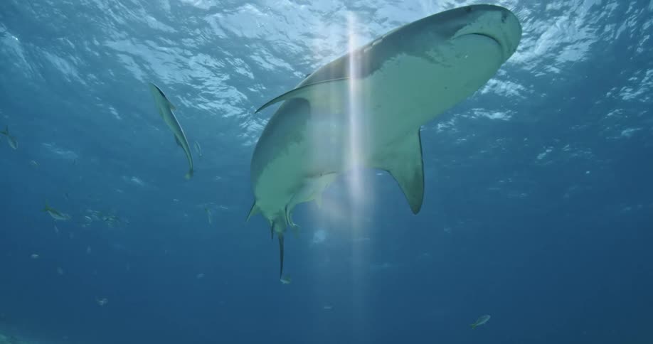 A shark swims above underwater