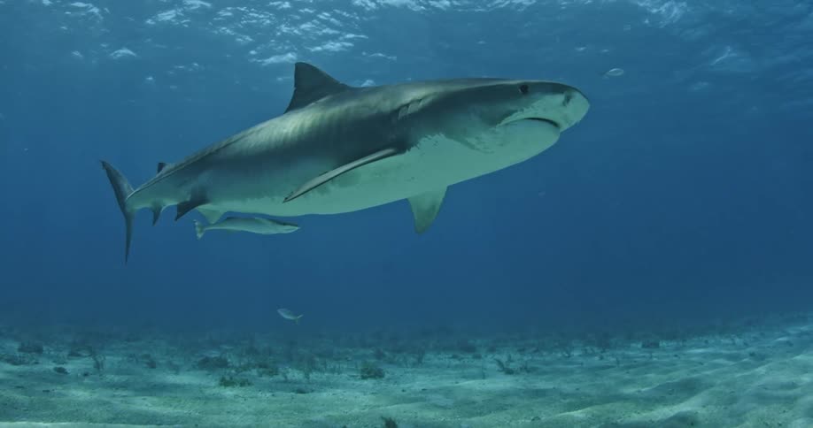Sharks swim just above the ocean floor