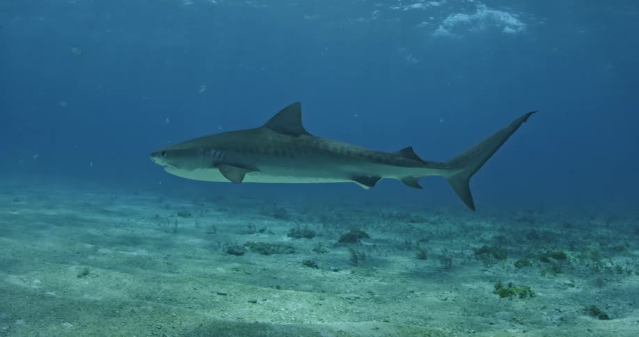 A shark swims along the sandy bottom