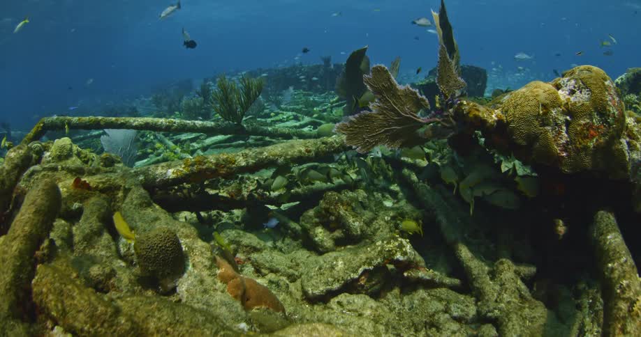 Fish swim around a wreck on the ocean floor
