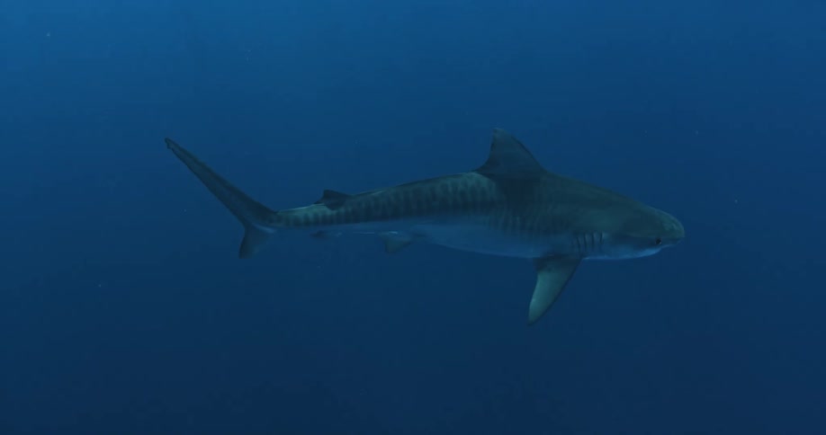 A shark sails down in the dark waters