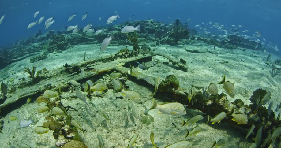 Fish swim near the ocean floor