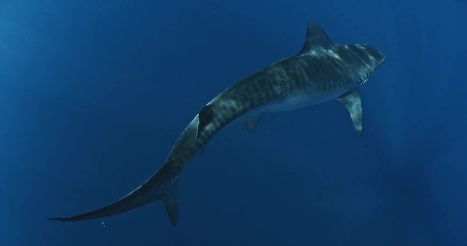 A shark swimming past the camera