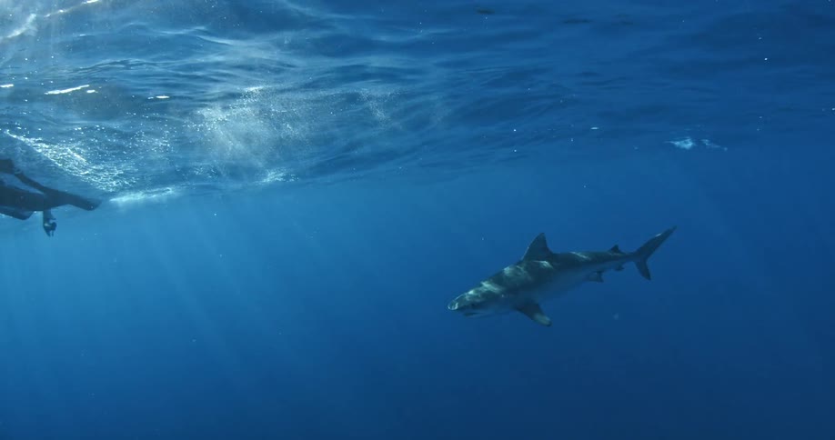 Shark swimming near boat on surface of ocean water