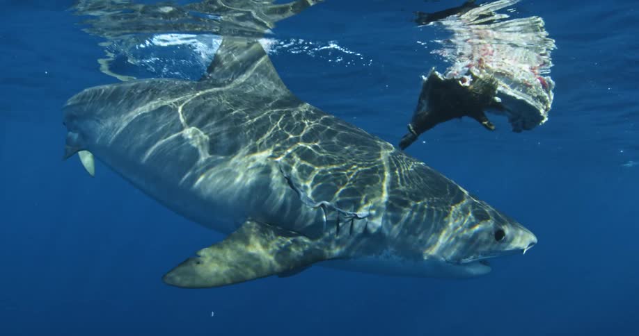 A shark circles around in the water
