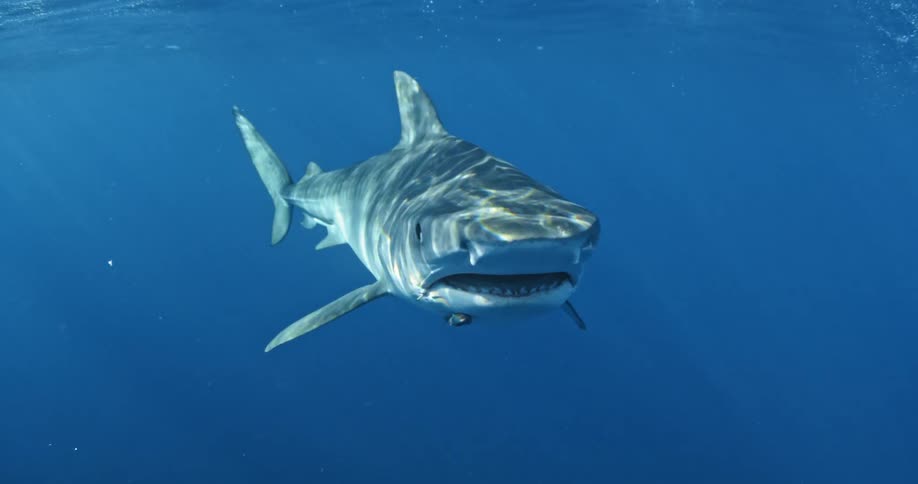 A shark swimming closer to the camera