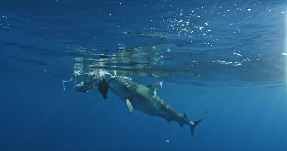 A shark approaches a carcass at the surface of the ocean