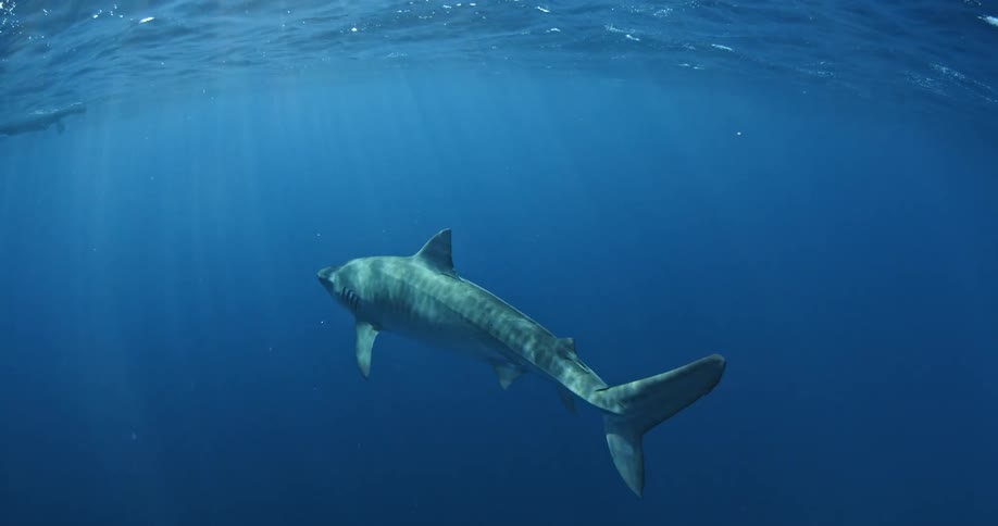 A shark swims just below the surface
