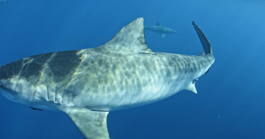 Sharks swim in the ocean