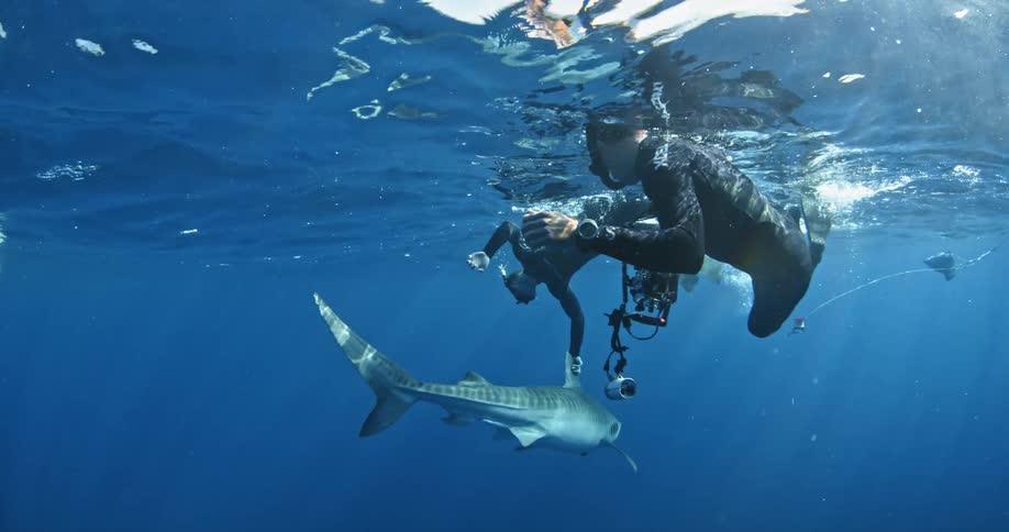 Divers photographing shark swimming in ocean water
