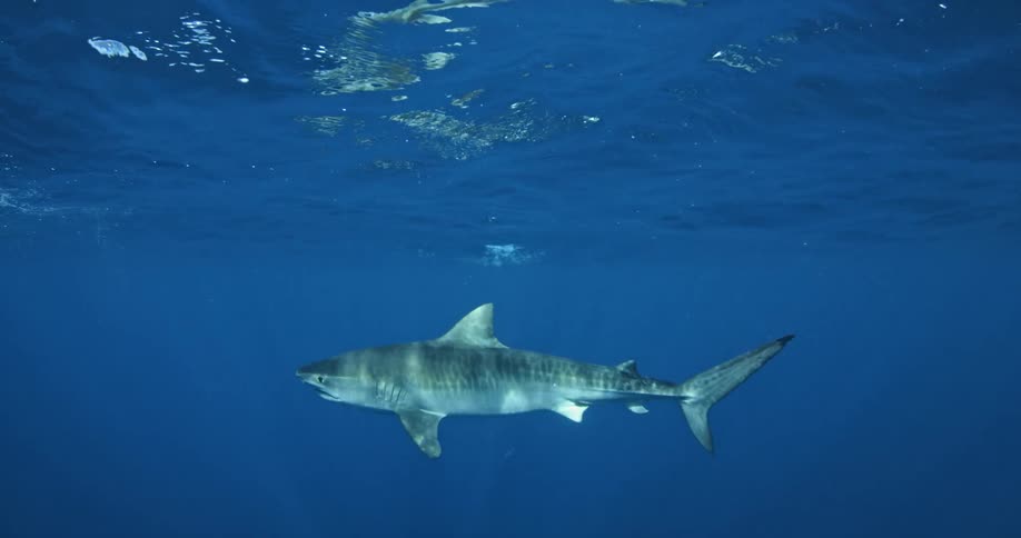 A shark swims near the surface
