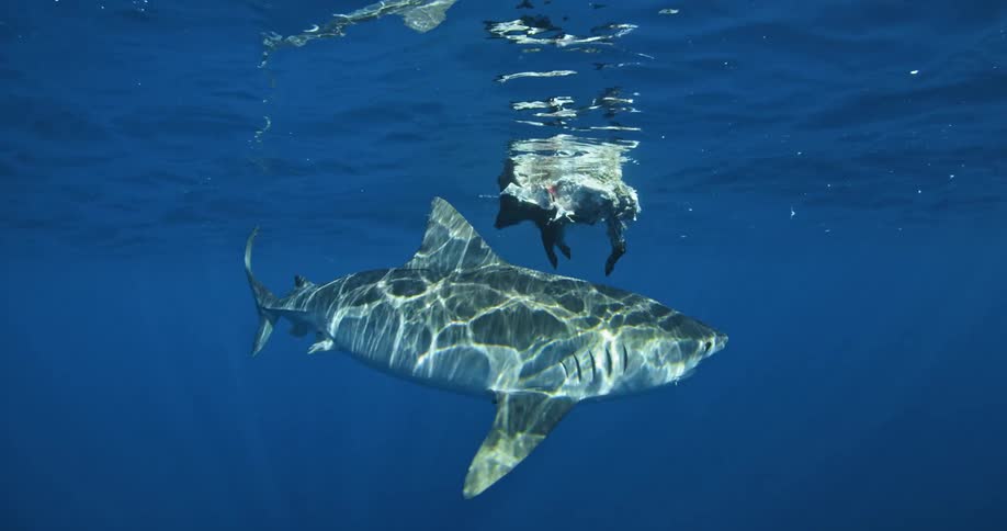 A shark circles a floating object