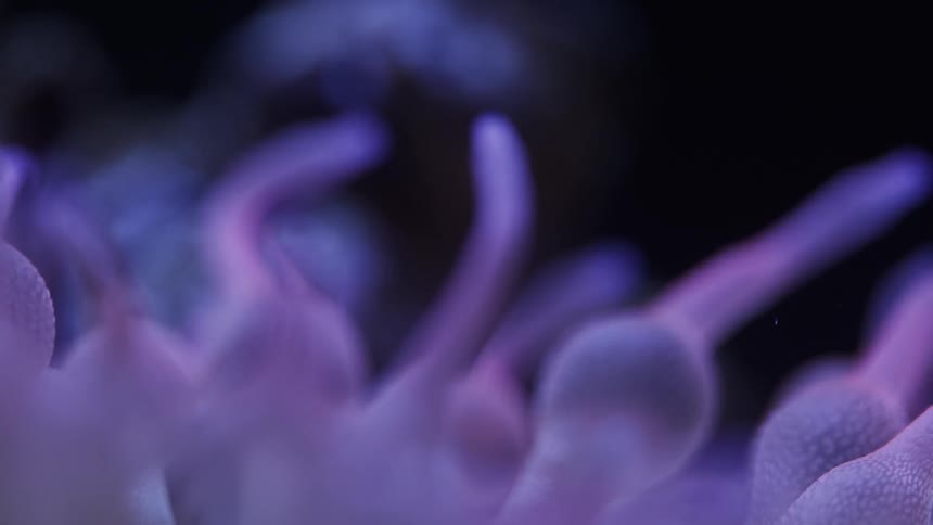 Plants moving under water
