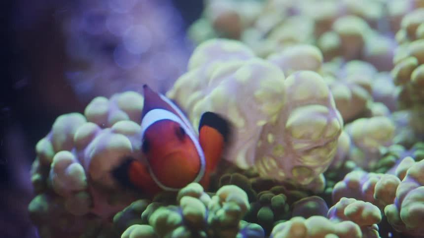 A fish swimming around in coral