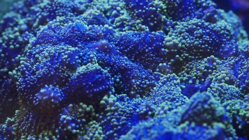 Blue and green color object that looks to be coral reef