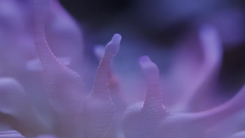 Plants moving under water