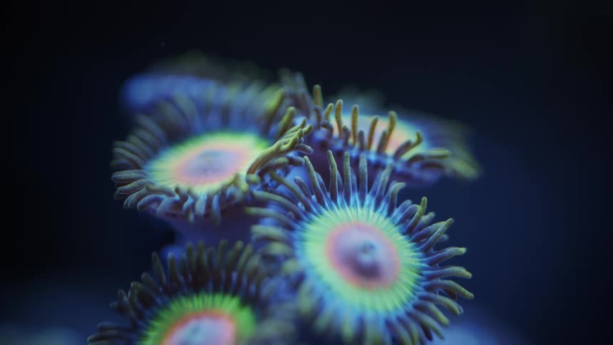 Green red and blue plant that looks like a coral reef