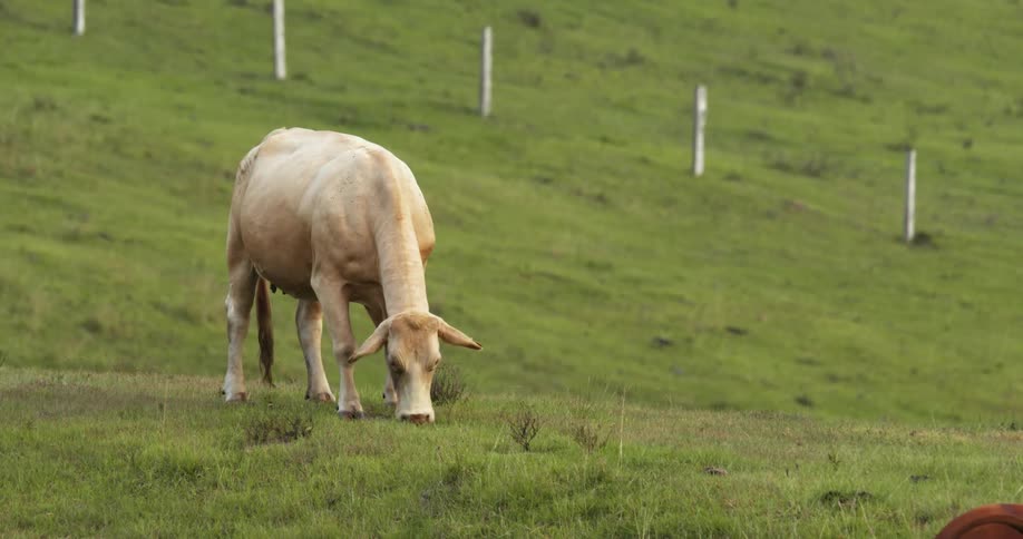 Cow grazing on the green grass in the hills at daytime
