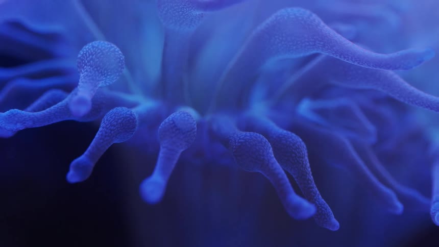 Blue anemone floating in the water inside an aquarium