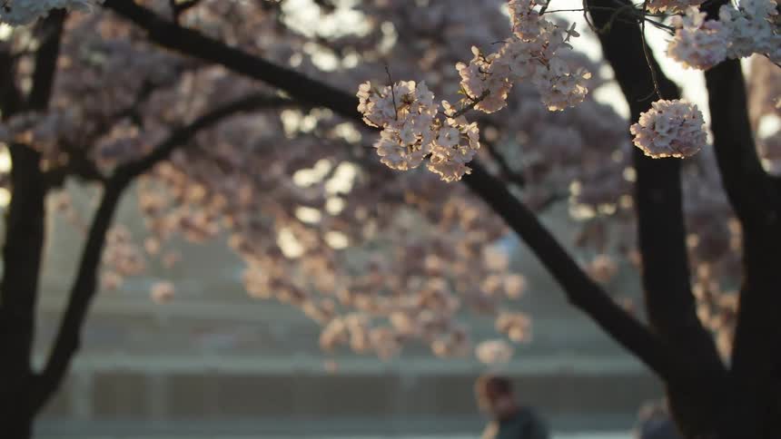People walk past blooming flowering trees