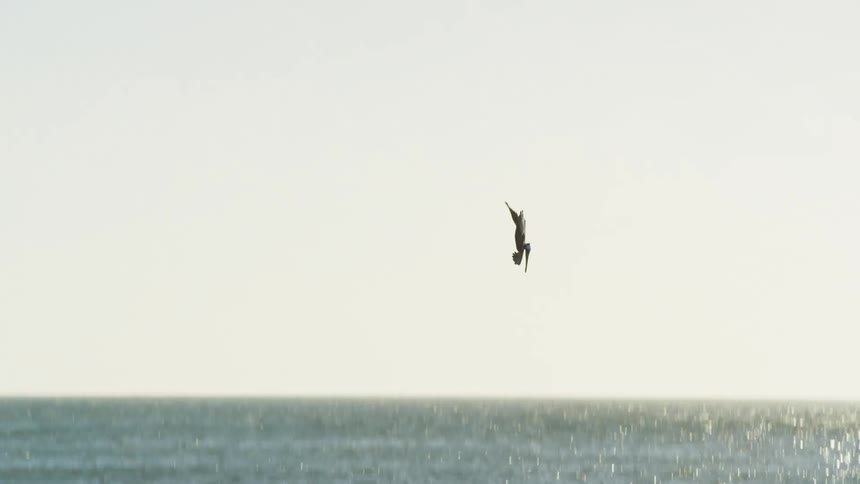 A pelican is flying over water and dives straight down into the water