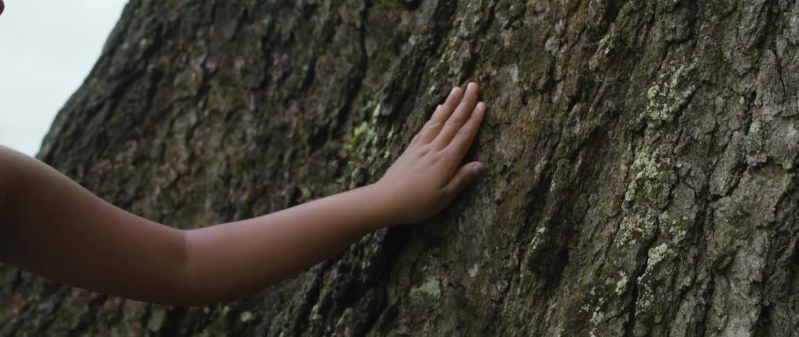 A female slowly and delicately passes her hand over the bark of an enormous tree trunk