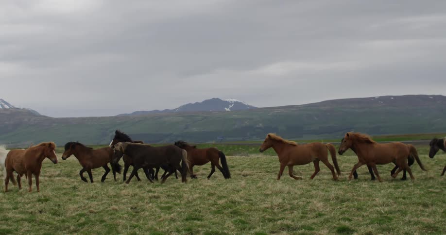 Horses run in a herd on a grass field