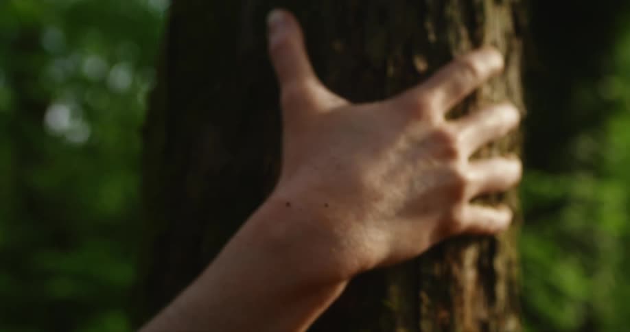 Mans hand hold tree trunk tight in the woods