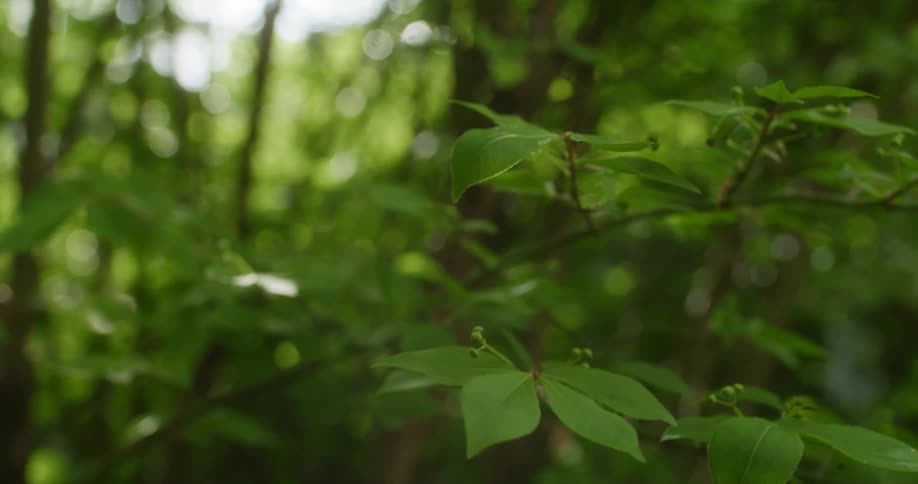 Leaves and branches on a tree in the wind