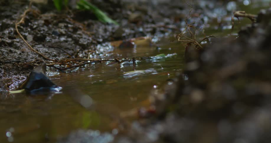 Small rivulet flows between muddy shores