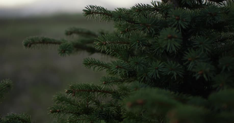 An evergreen tree on an overcast day