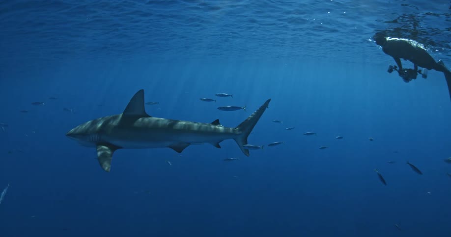 A scuba diver swims behind a shark