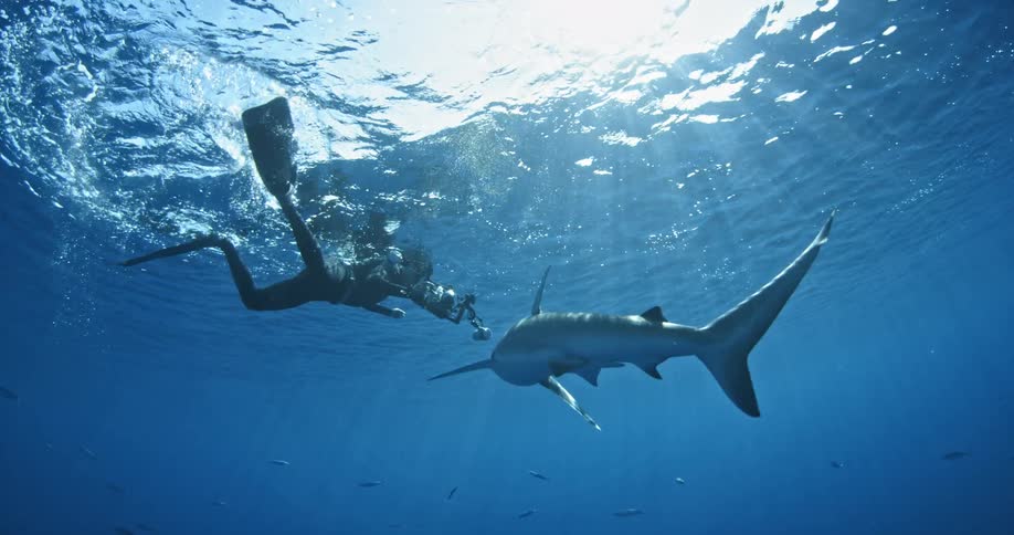 A scuba diver gets in close with a shark taking photos