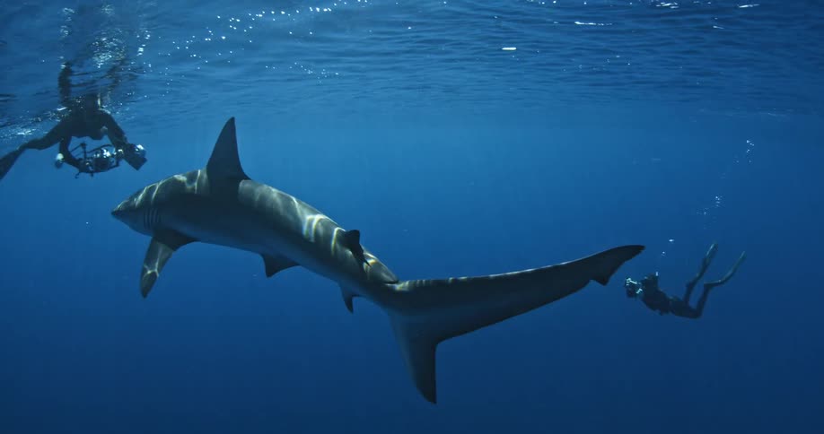 Divers photographing shark swimming in ocean water