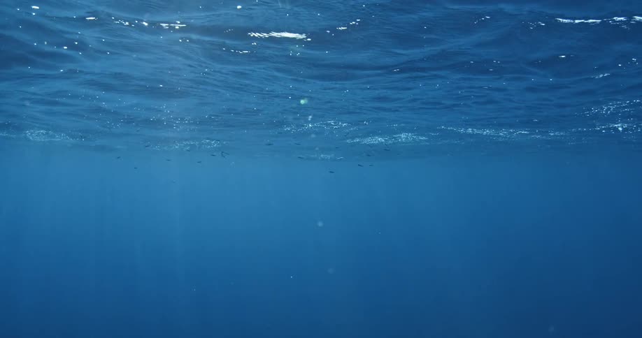 A diver swimming towards a net full of fish