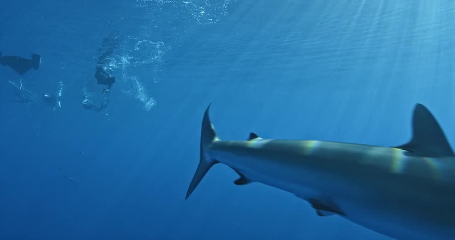 A shark swims away from a diver