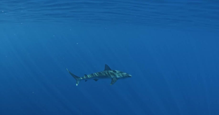 A shark is swimming